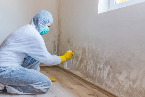 Licensed Mold Testing service in Lorton, VA - WQB Mold Removal