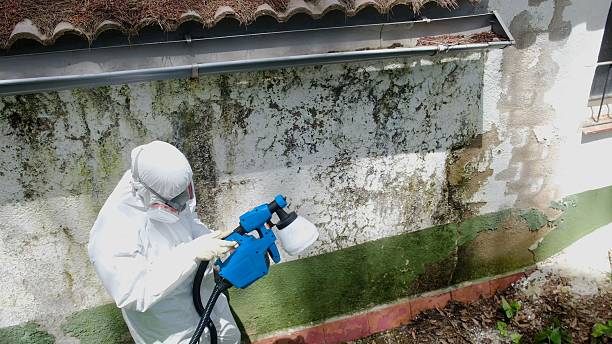 Top rated local Mold Testing specialists in Lorton, VA